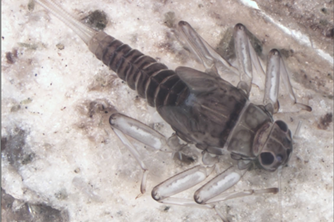Imagen ilustrativa de Insectos para conocer qué tan limpia es el agua en los ríos