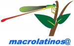 Macrolatinos