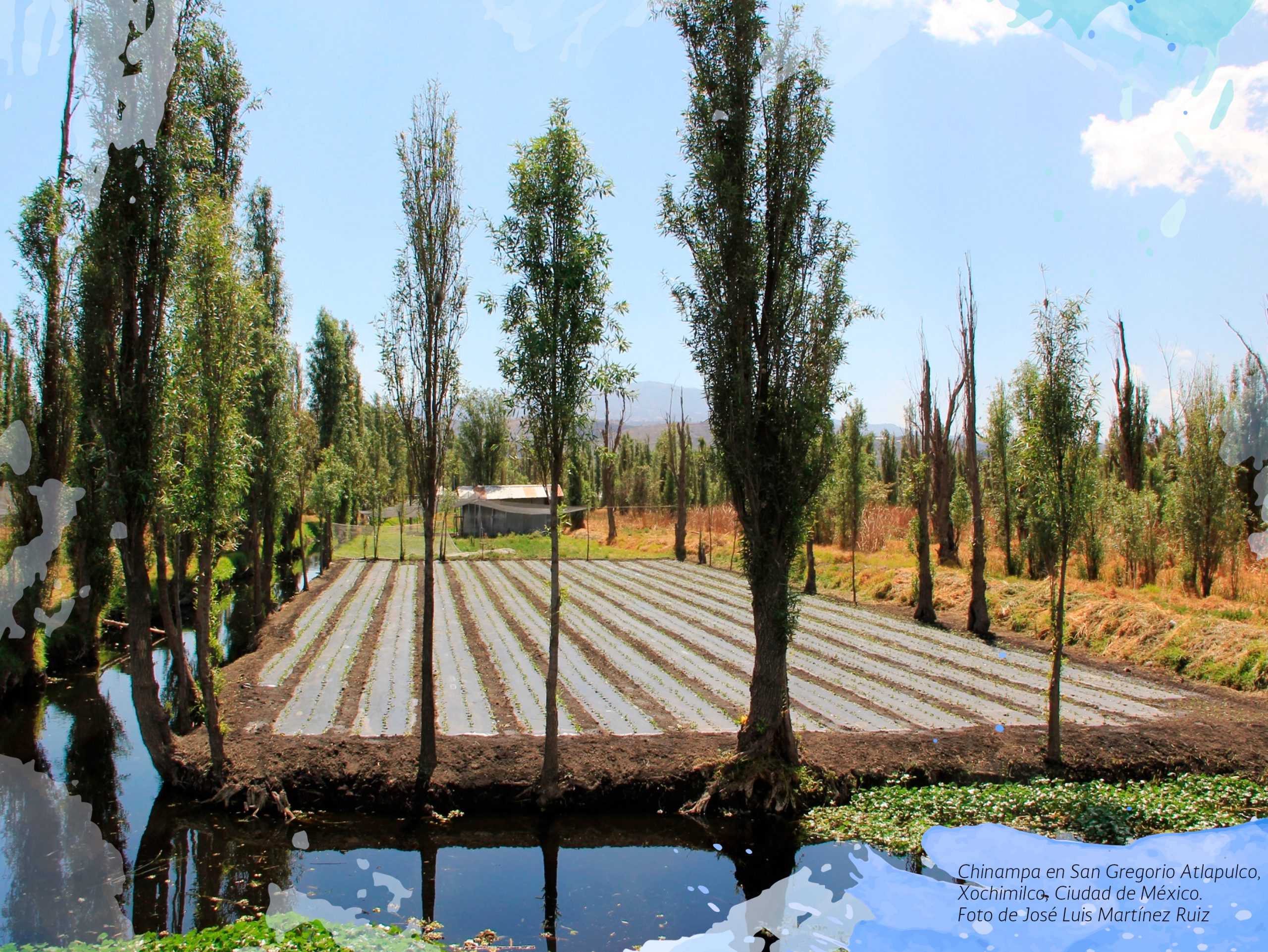 Chinampa en San Gregorio Atlapulco, Xochimilco, Ciudad de México. Foto de José Luis Martínez Ruiz