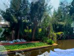 Chinampas en Xochimilco. Foto de Indira Franco