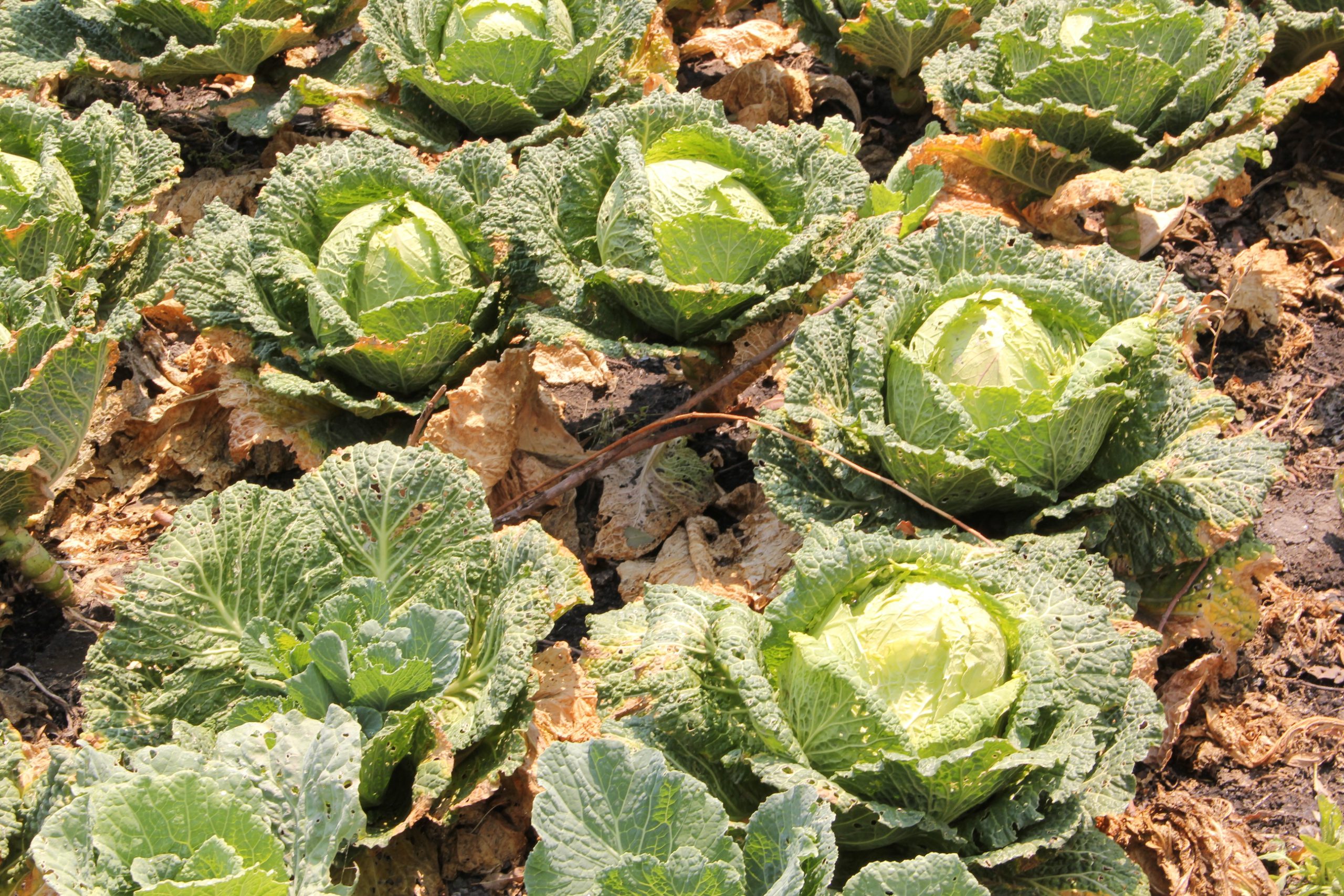 Cultivo de lechugas en una chinampa. Foto de José Luis Martínez Ruiz.