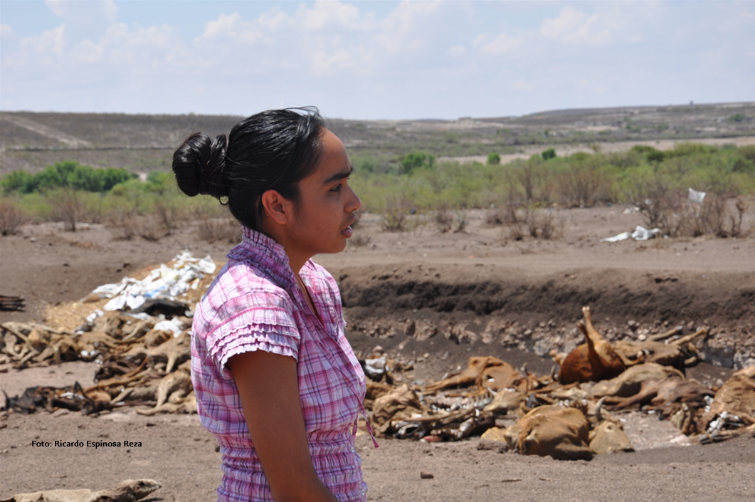 Frente a un cementerio de animales, Durango, 2012