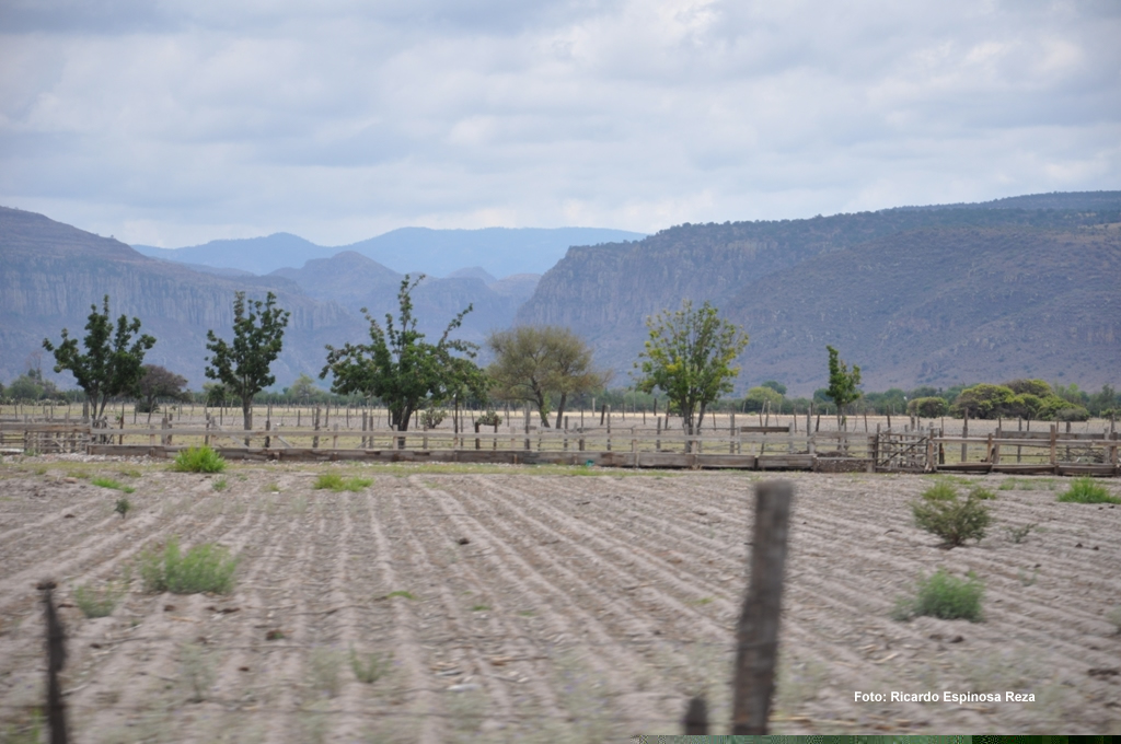 Campos de cultivo en Villa Hidalgo