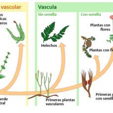 Evolución de las plantas