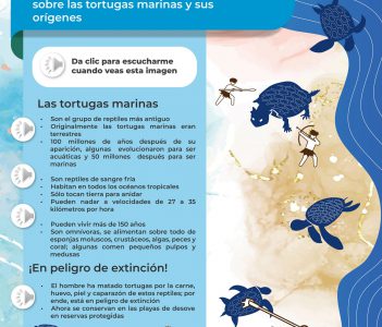 La tortuga marina y sus orígenes