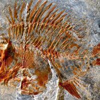 Especie de pez que vivió junto a los dinosaurios en México
