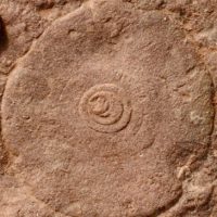 Fósil de Aspidella terranovica